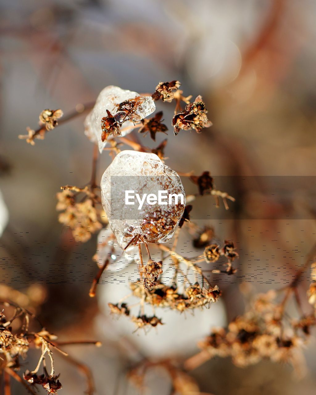 Close-up of dry plant