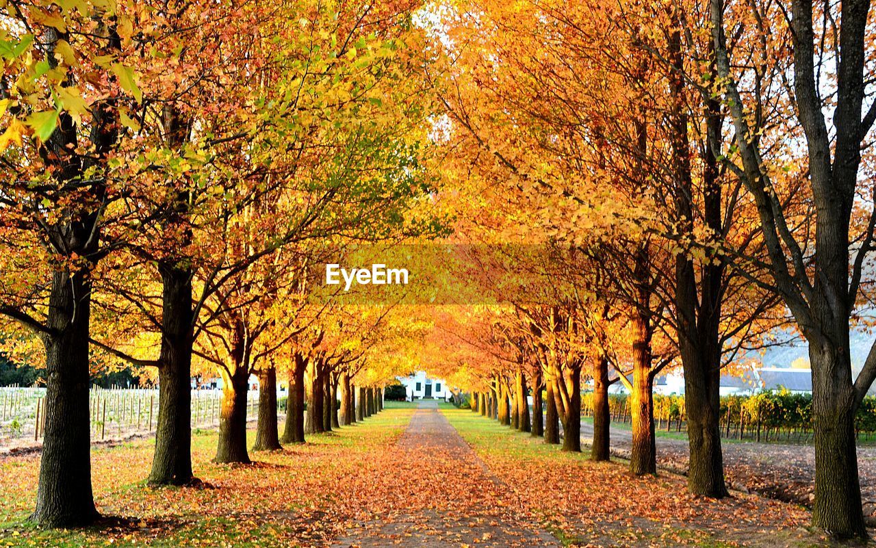 VIEW OF TREES DURING AUTUMN