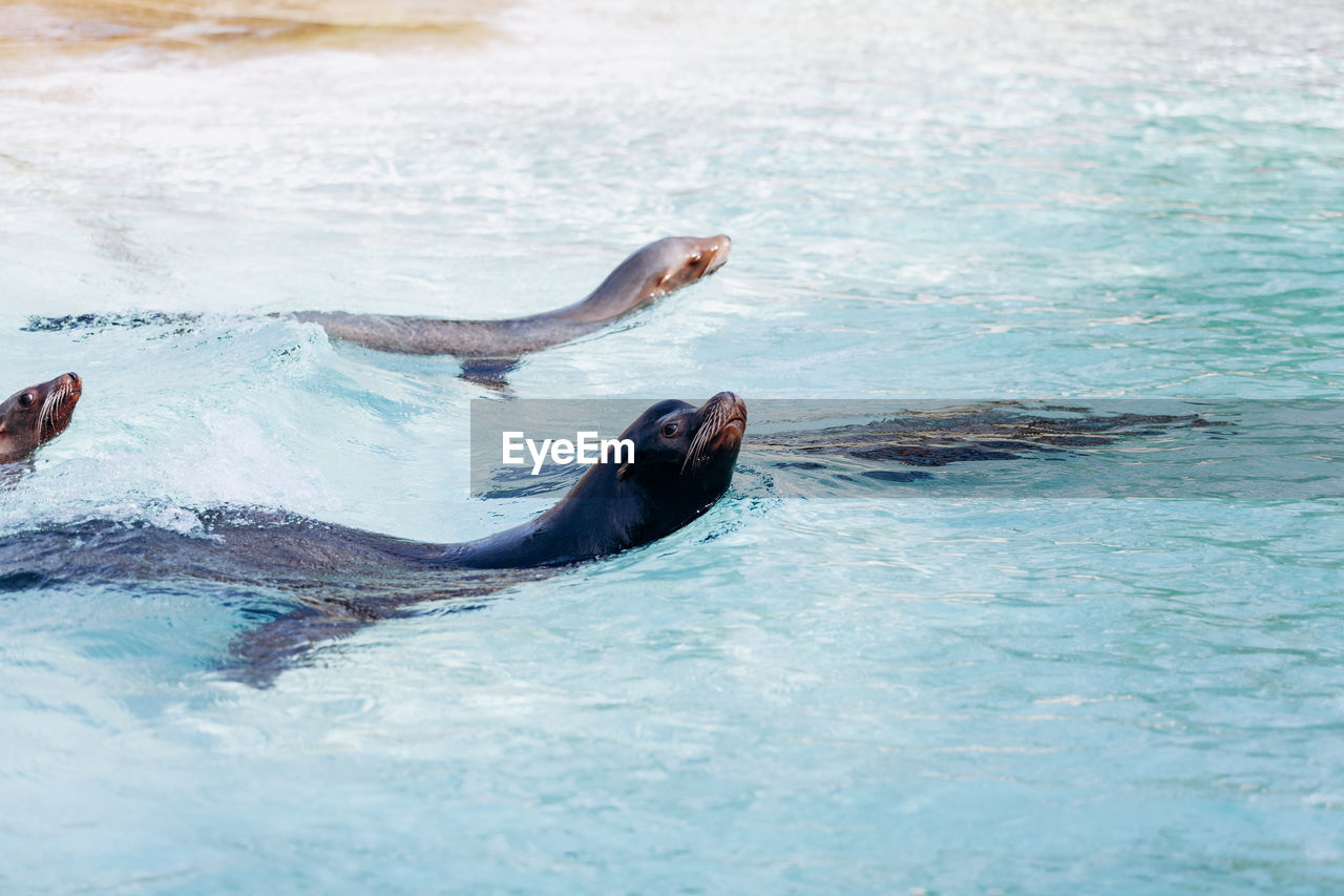 WOMAN SWIMMING IN A SEA