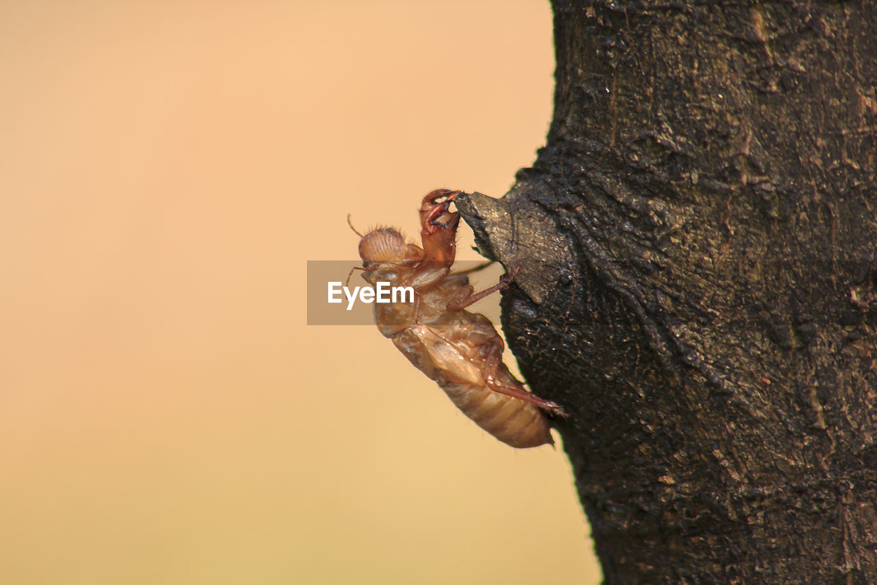CLOSE-UP OF INSECT ON TREE TRUNK AGAINST THE SKY