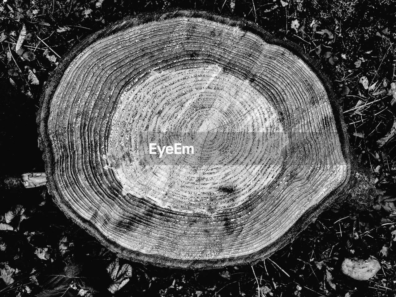 Close-up of tree stump on field