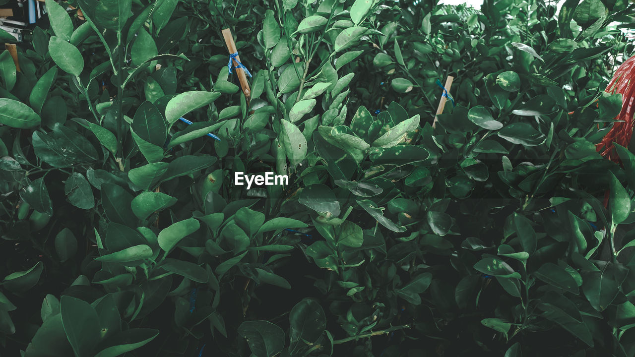 FULL FRAME SHOT OF GREEN PLANTS