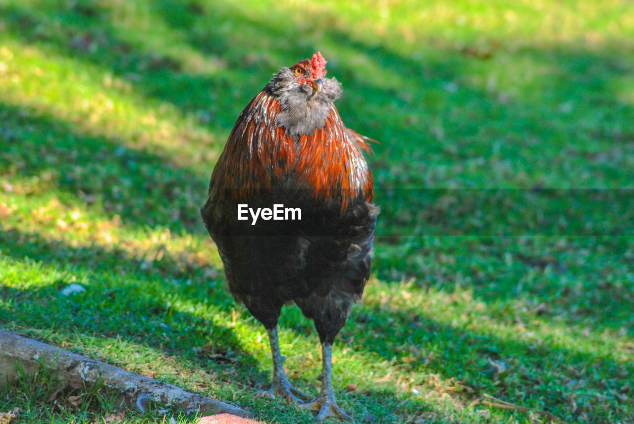 BUTTERFLY ON A FIELD