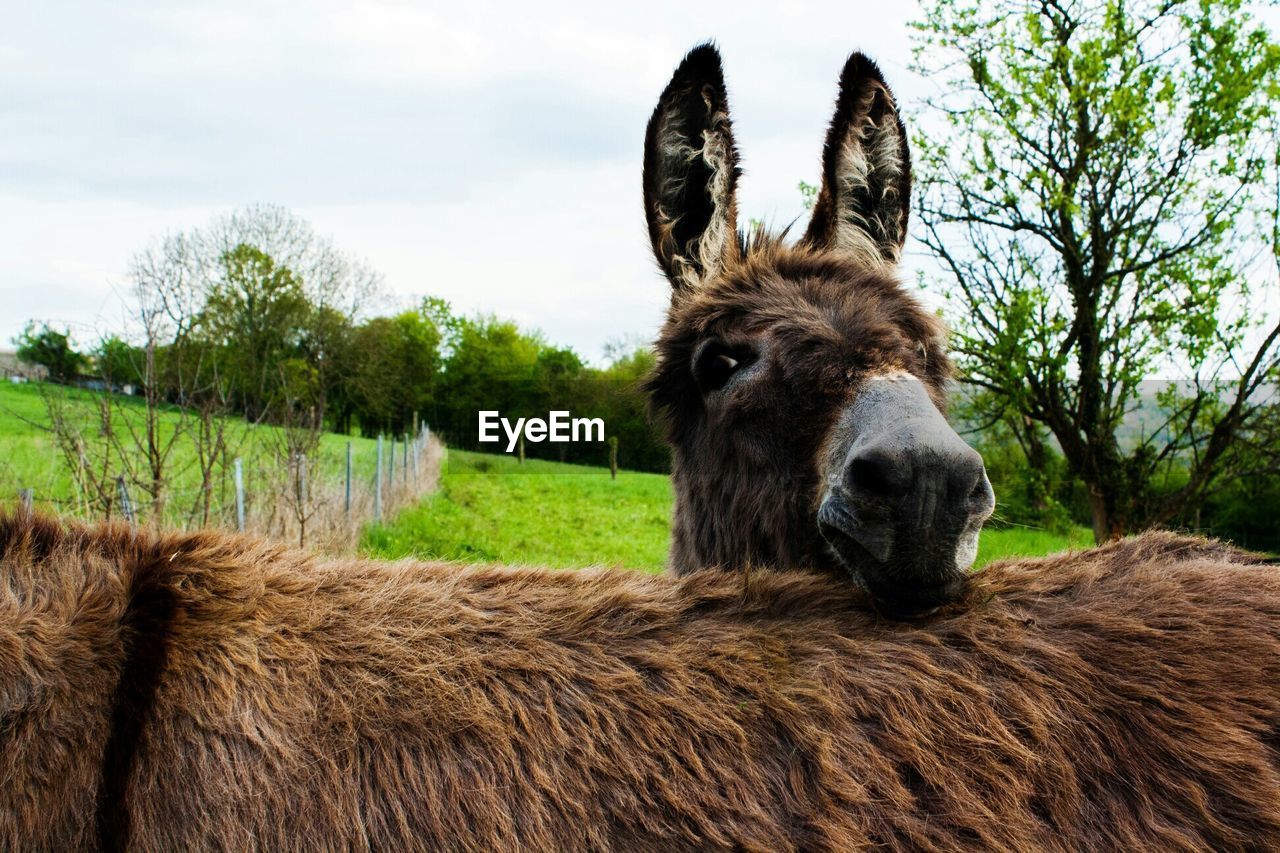 Donkeys on grassy field against sky