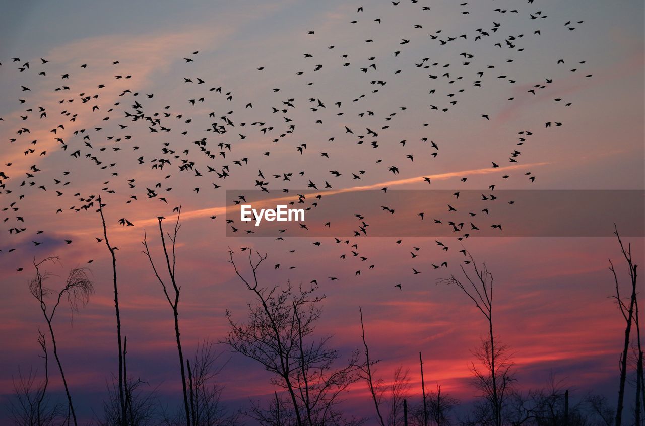 Flock od bireds in front a pink sunset sky.