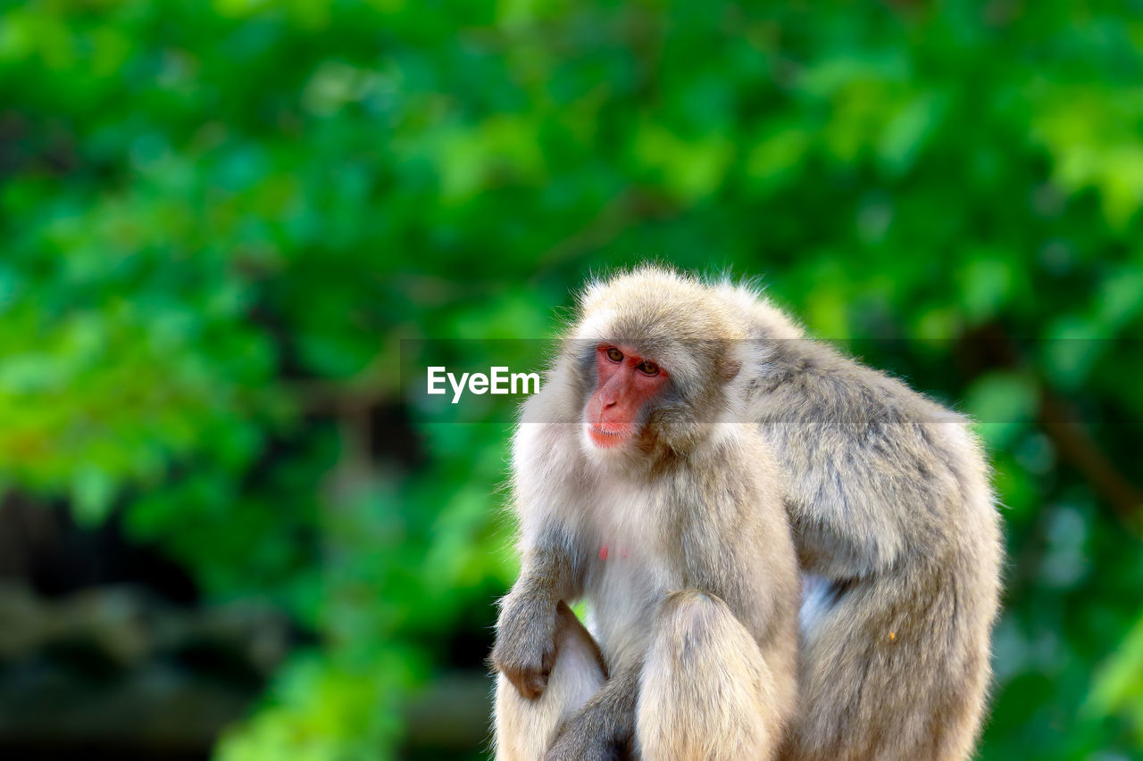 Close-up of monkeys