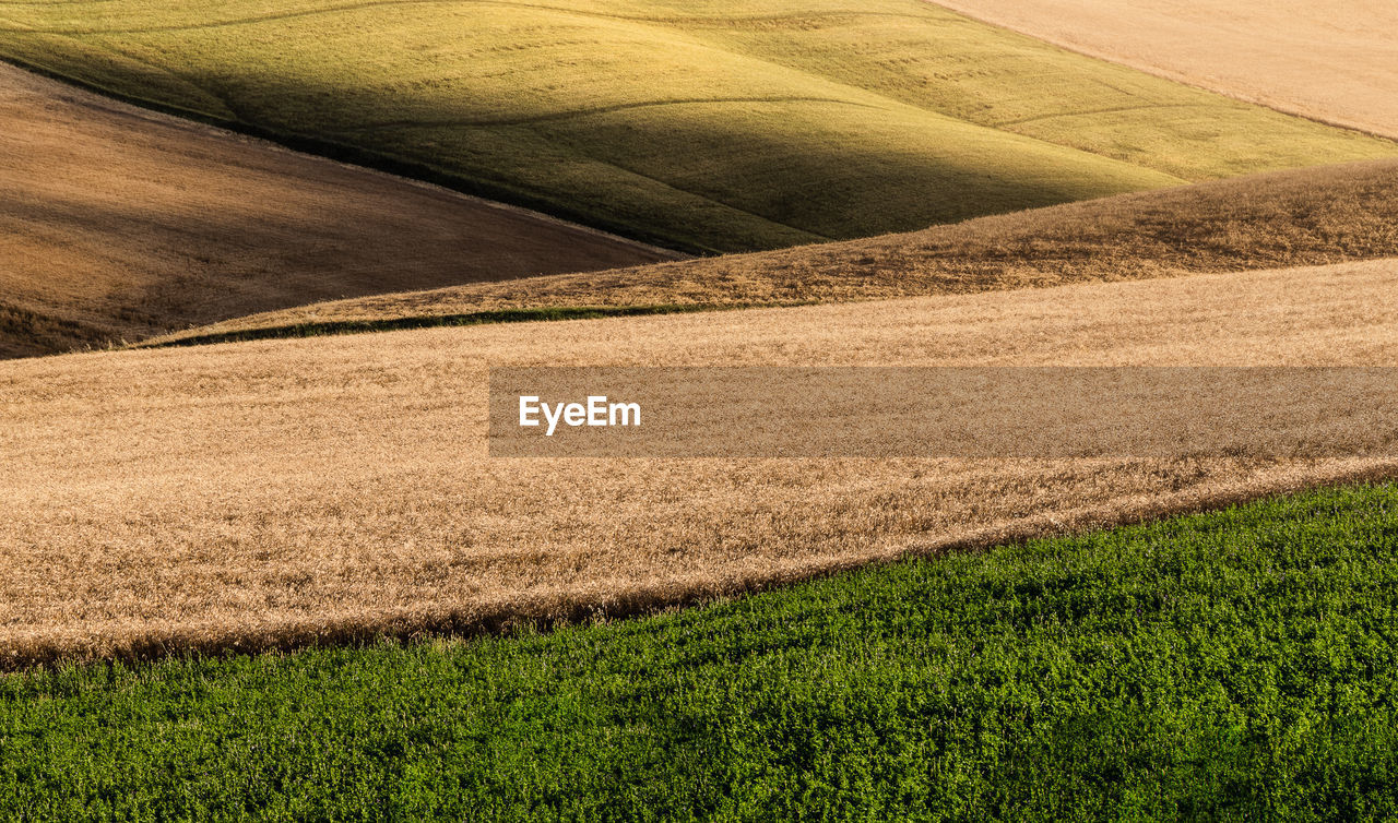 Scenic view of agricultural field