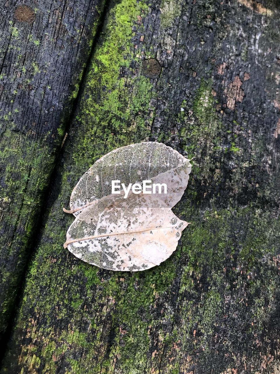 CLOSE UP OF TREE TRUNK