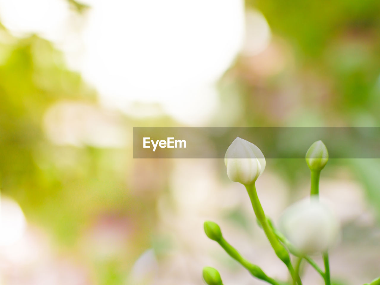 Close-up of fresh white flowers blooming outdoors
