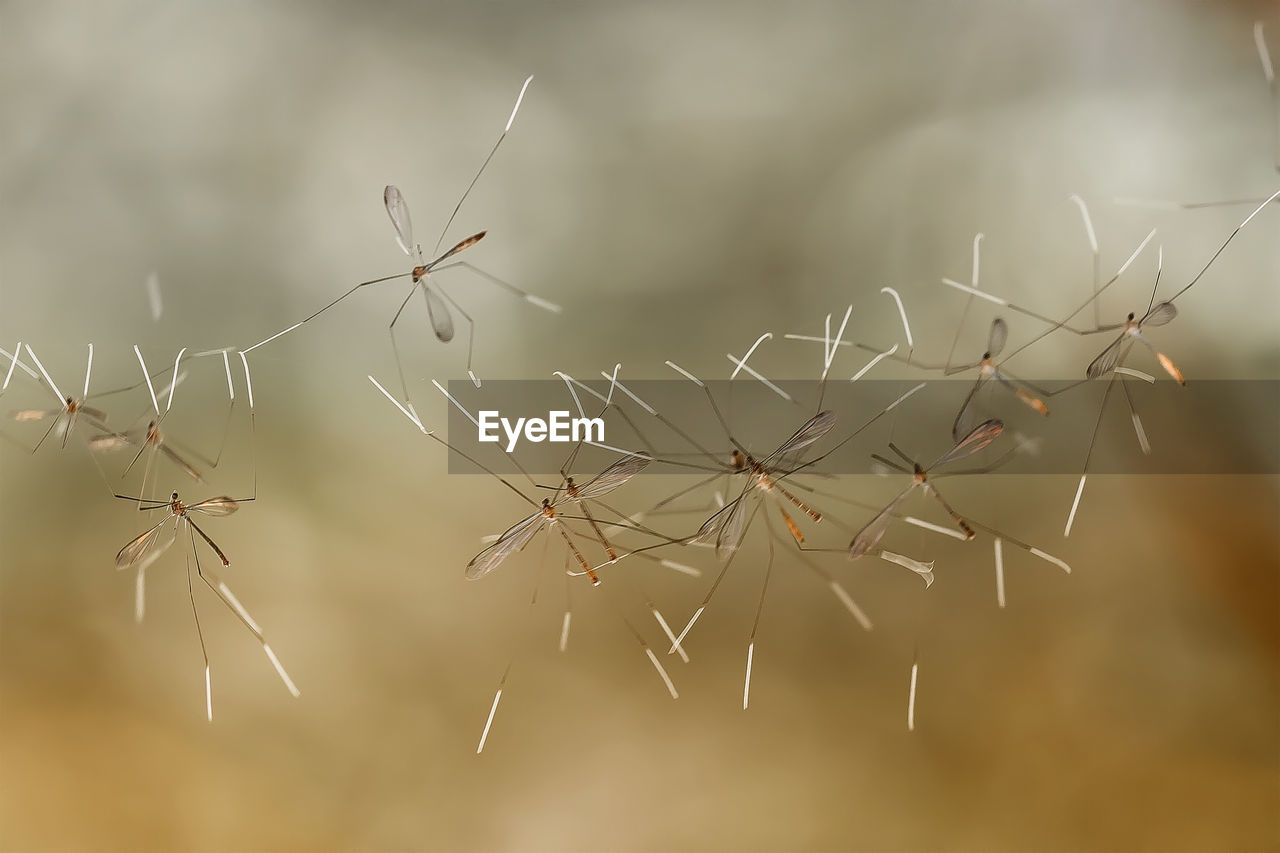 Crane fly on web