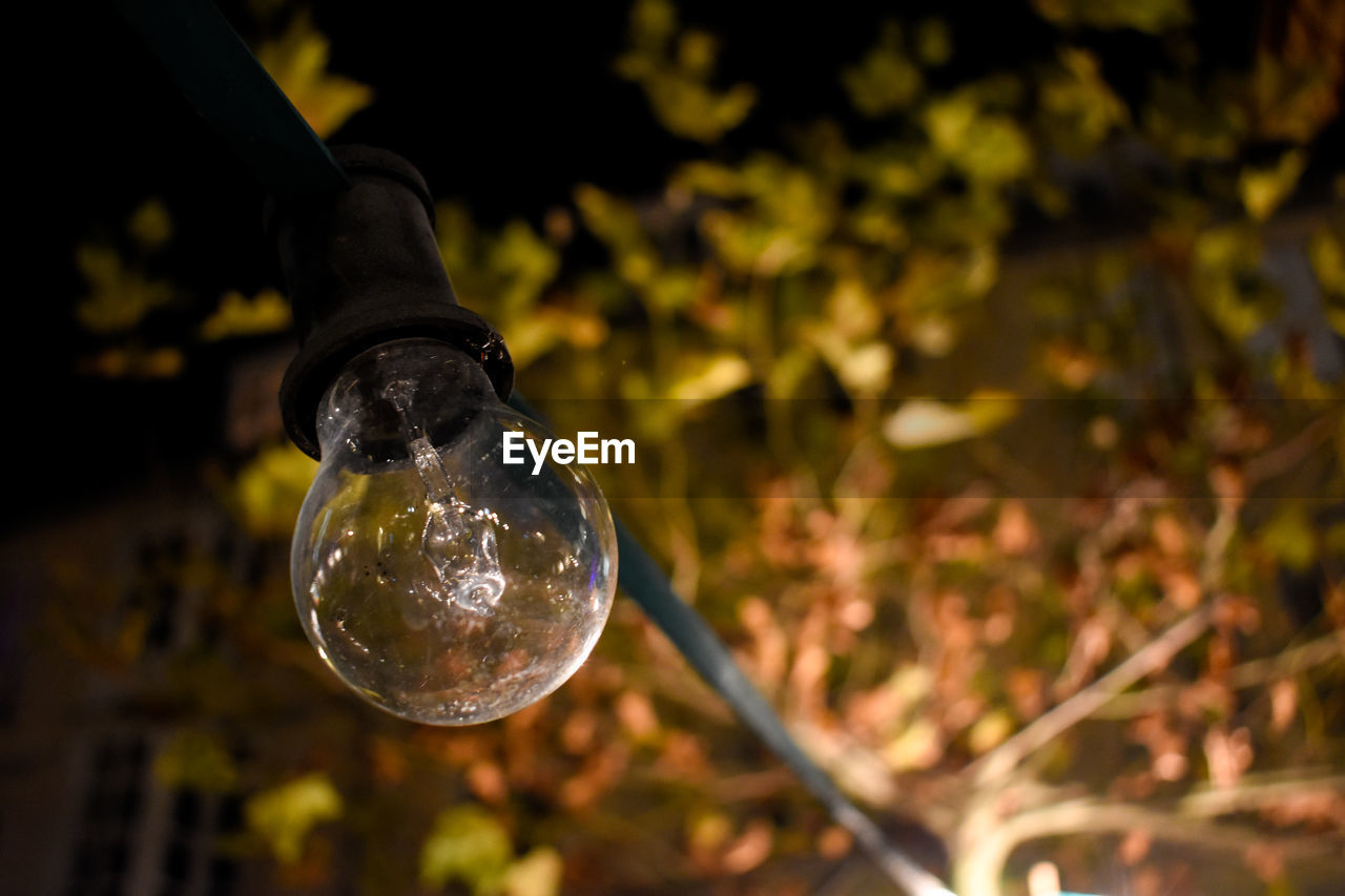 Close-up of light bulb on tree at night