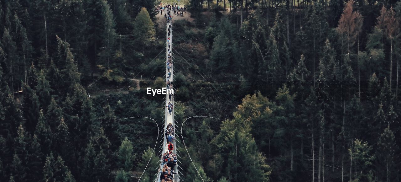 Panoramic shot of people standing on footbridge in forest