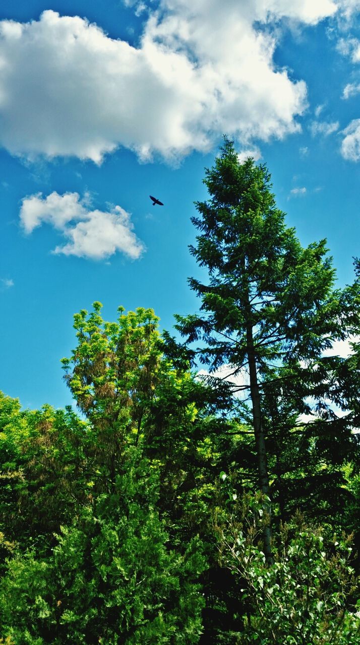 LOW ANGLE VIEW OF TREES AGAINST BLUE SKY