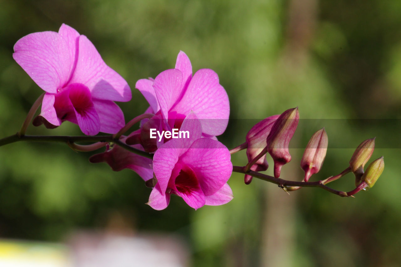 CLOSE-UP OF PINK FLOWERS