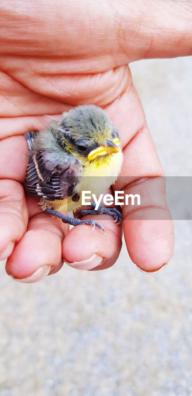 MIDSECTION OF PERSON HOLDING SMALL BIRD