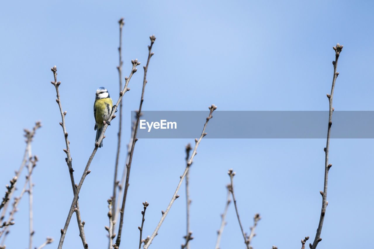 LOW ANGLE VIEW OF BIRD PERCHING ON BRANCH AGAINST SKY