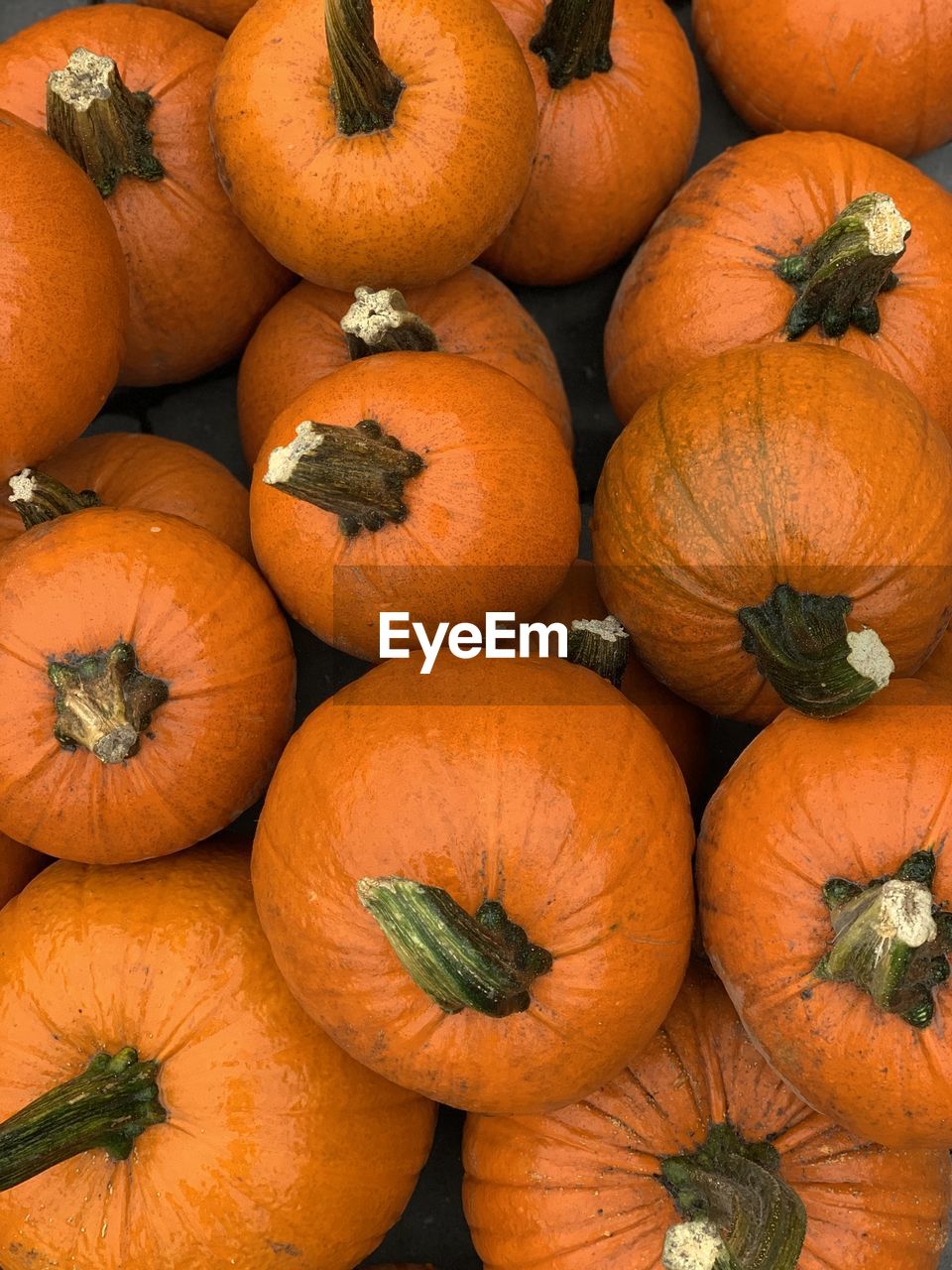 HIGH ANGLE VIEW OF PUMPKINS ON MARKET