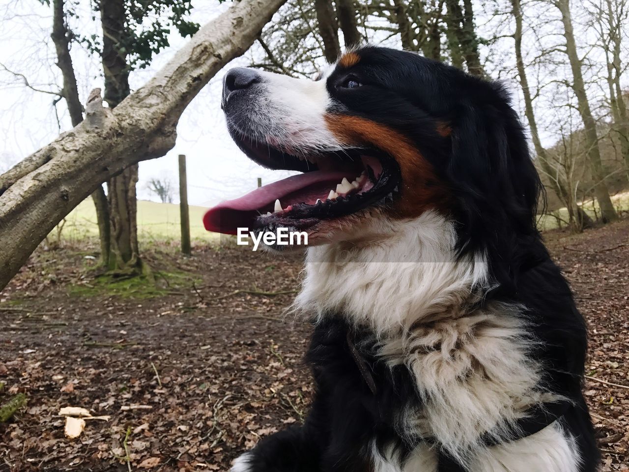 CLOSE-UP OF DOG YAWNING BY TREE