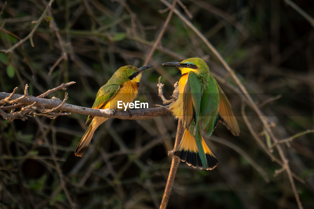 close-up of bird perching on tree