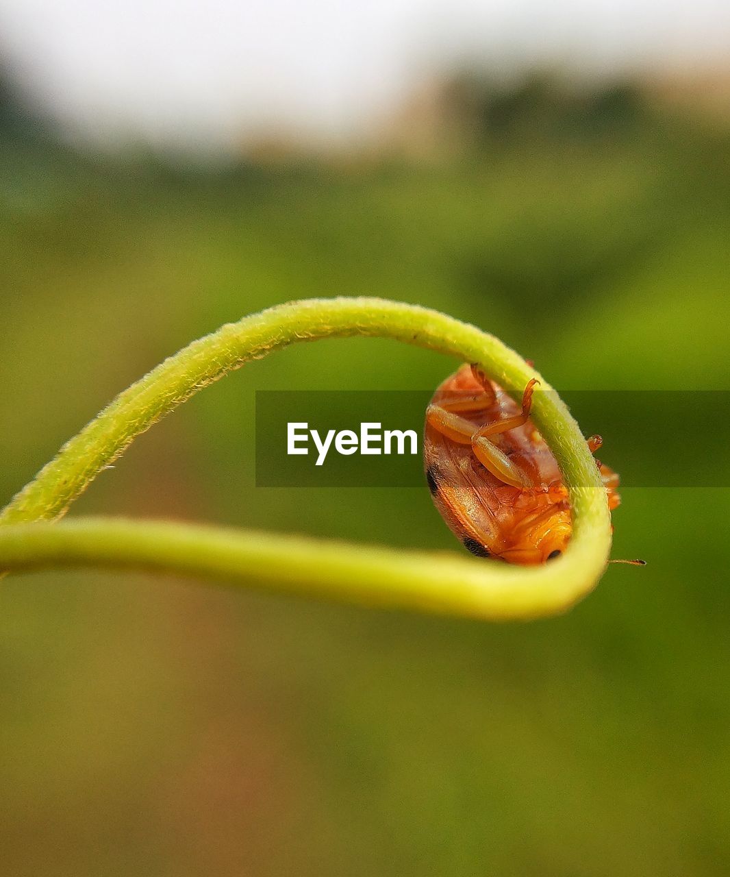 flower, close-up, leaf, plant, bud, yellow, nature, no people, green, macro photography, plant stem, focus on foreground, freshness, beauty in nature, day, outdoors, selective focus, animal wildlife, food, growth, food and drink, produce, animal, animal themes, environment, wildflower, water