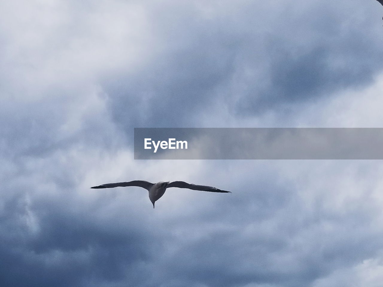 LOW ANGLE VIEW OF BIRD IN SKY