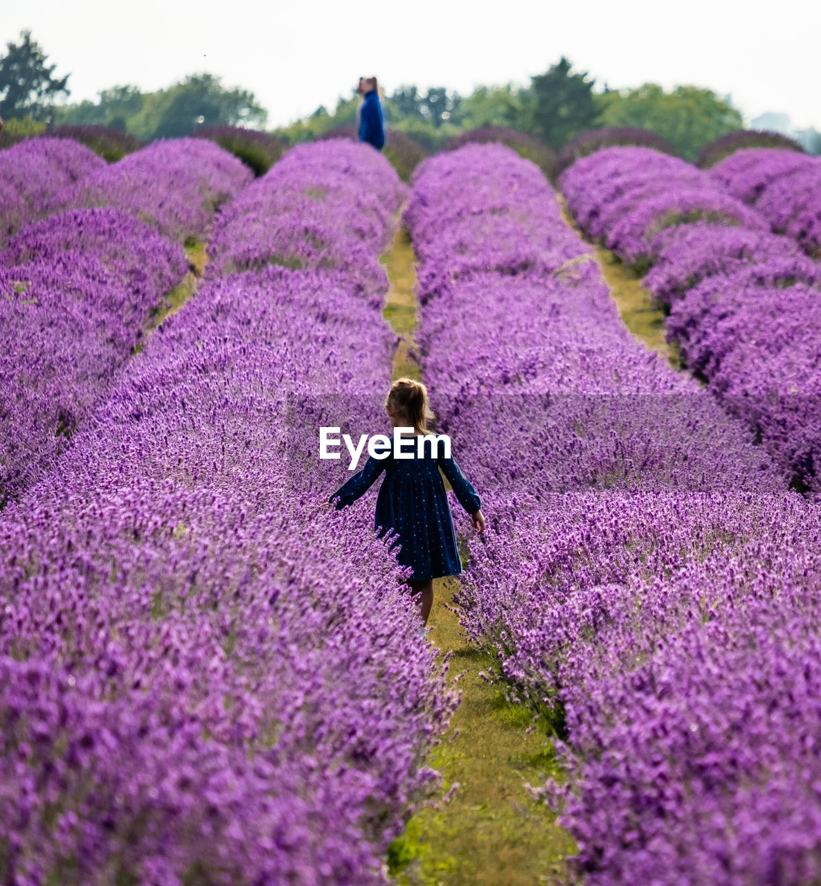 Rear view of person on lavender field