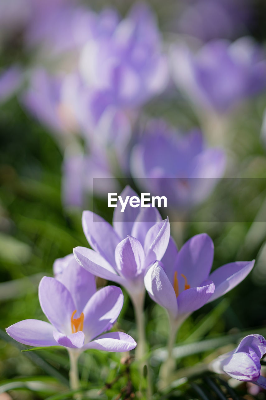 Close-up of purple crocus blooming outdoors