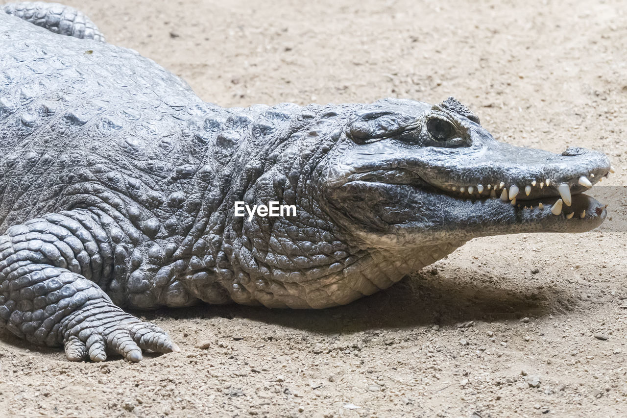 animal themes, animal, crocodile, animal wildlife, one animal, wildlife, alligator, reptile, nature, no people, animal body part, sand, communication, day, sign, land, relaxation, warning sign, outdoors, water, animal head, close-up