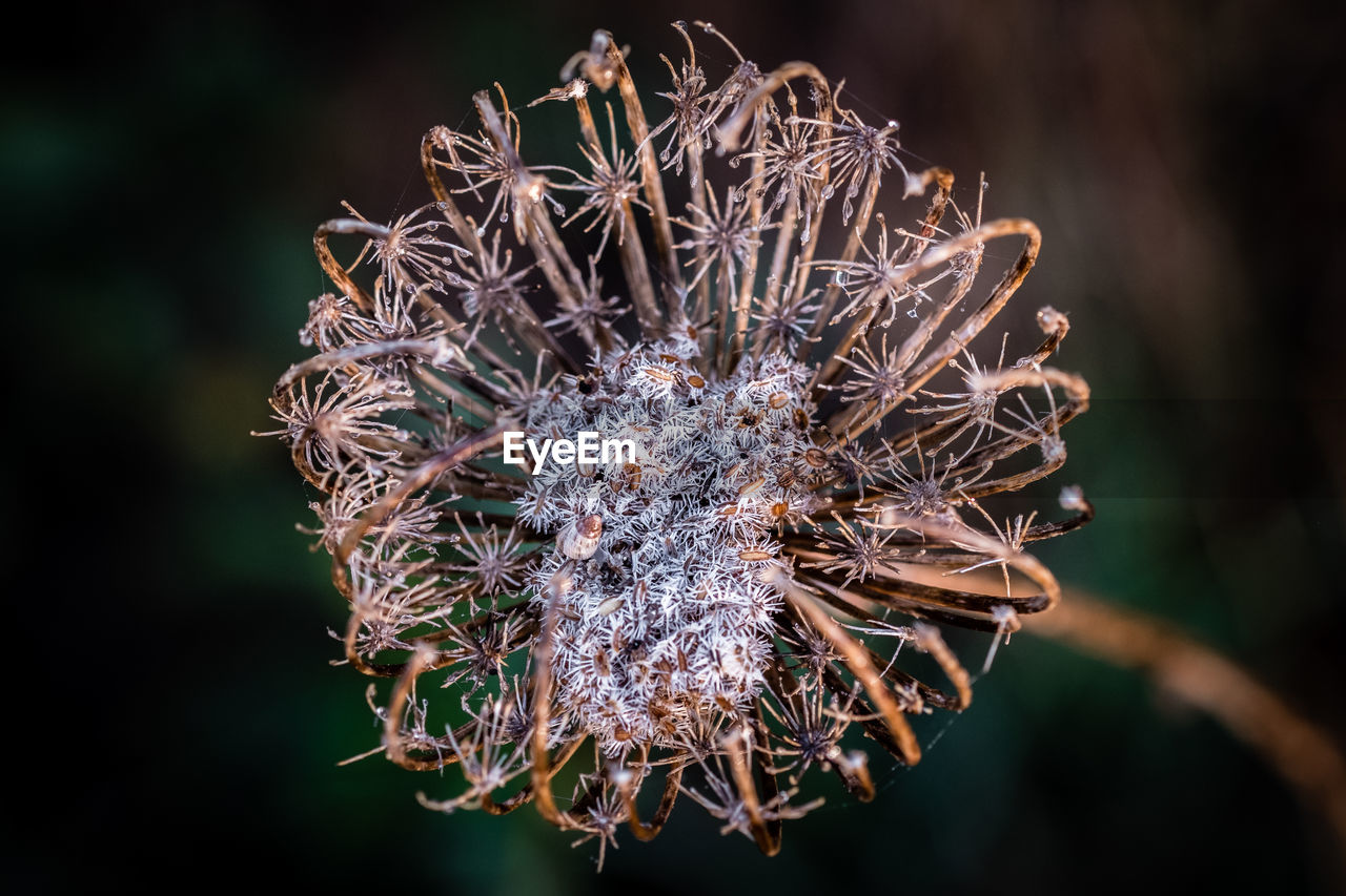 Close-up of wilted flower