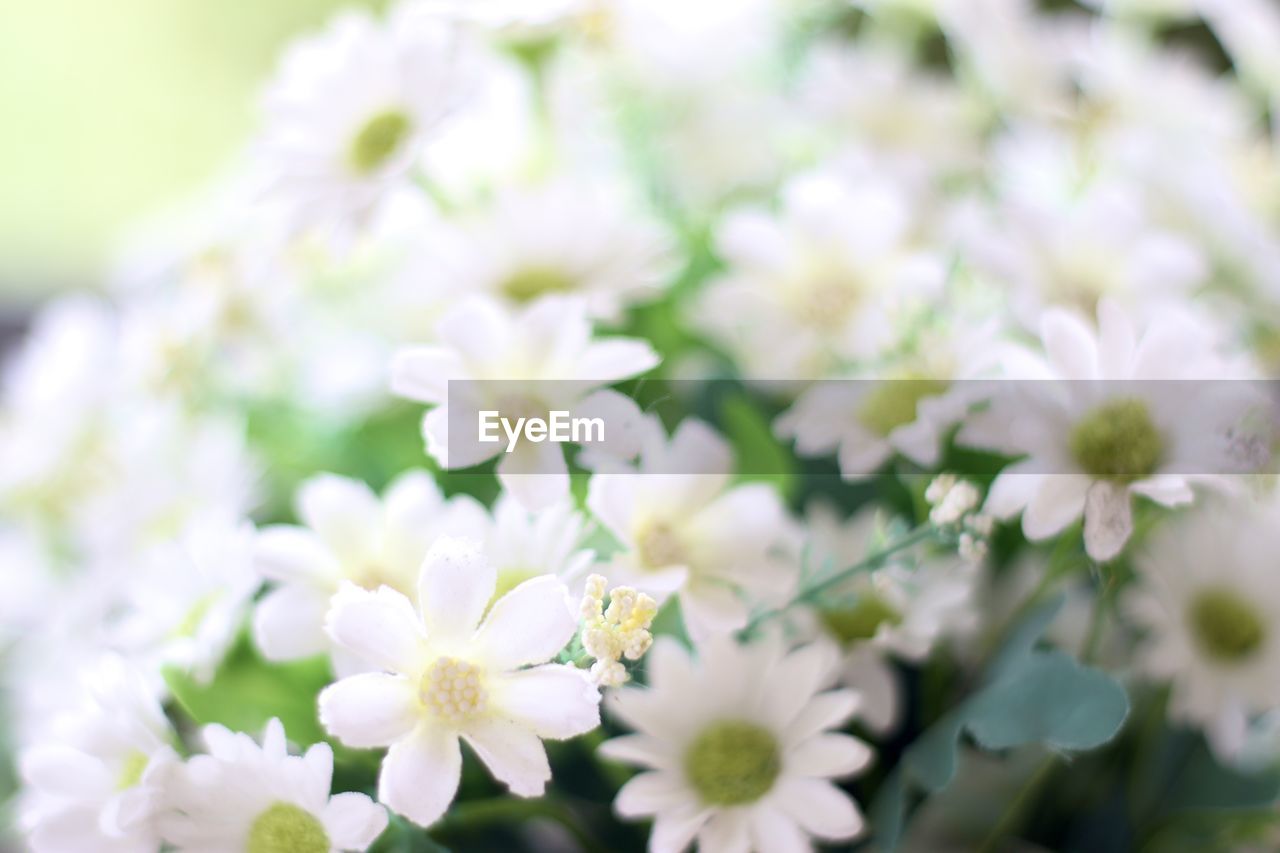 flower, flowering plant, plant, freshness, beauty in nature, white, nature, close-up, fragility, flower head, springtime, selective focus, blossom, no people, inflorescence, petal, growth, outdoors, macro photography, flower arrangement, green, focus on foreground, day, summer, botany