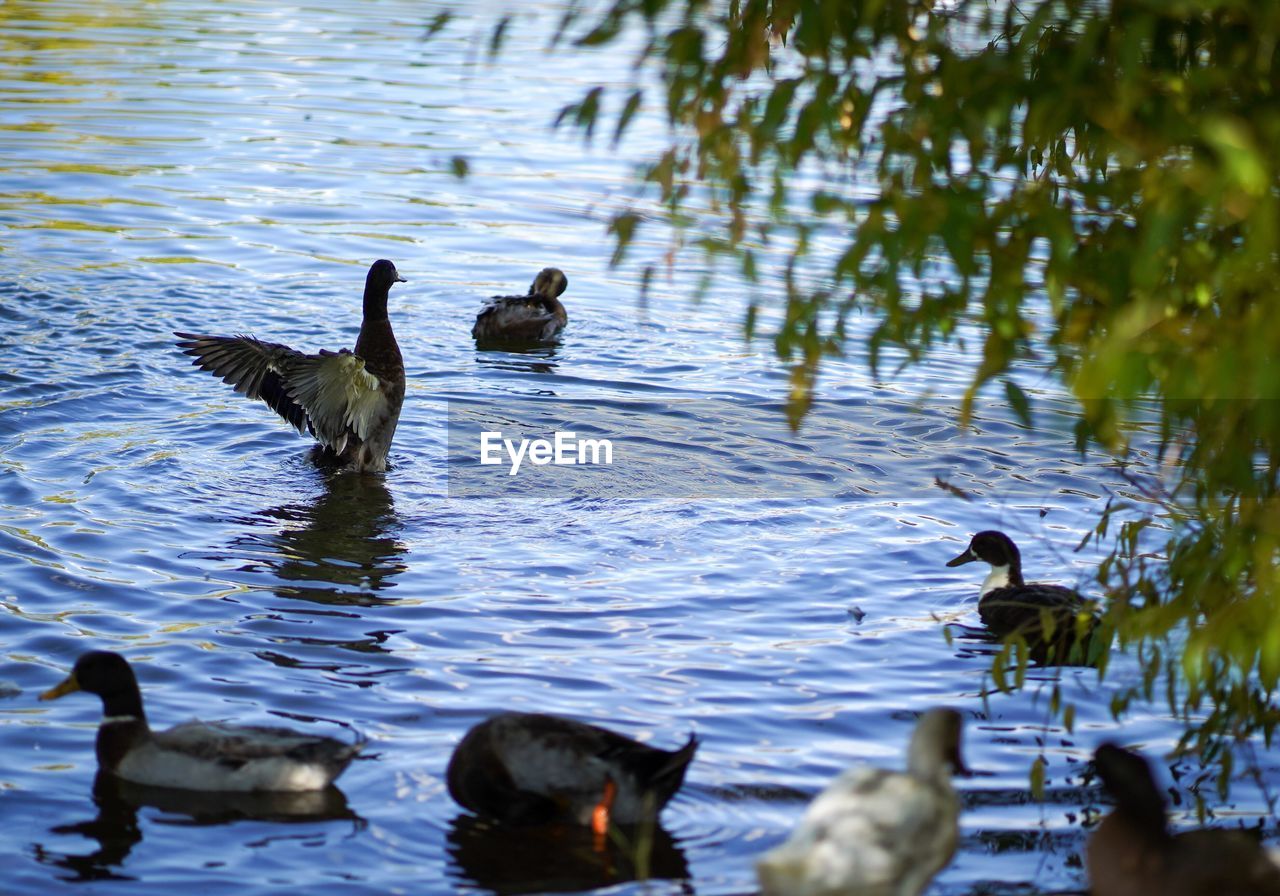 VIEW OF DUCKS IN LAKE