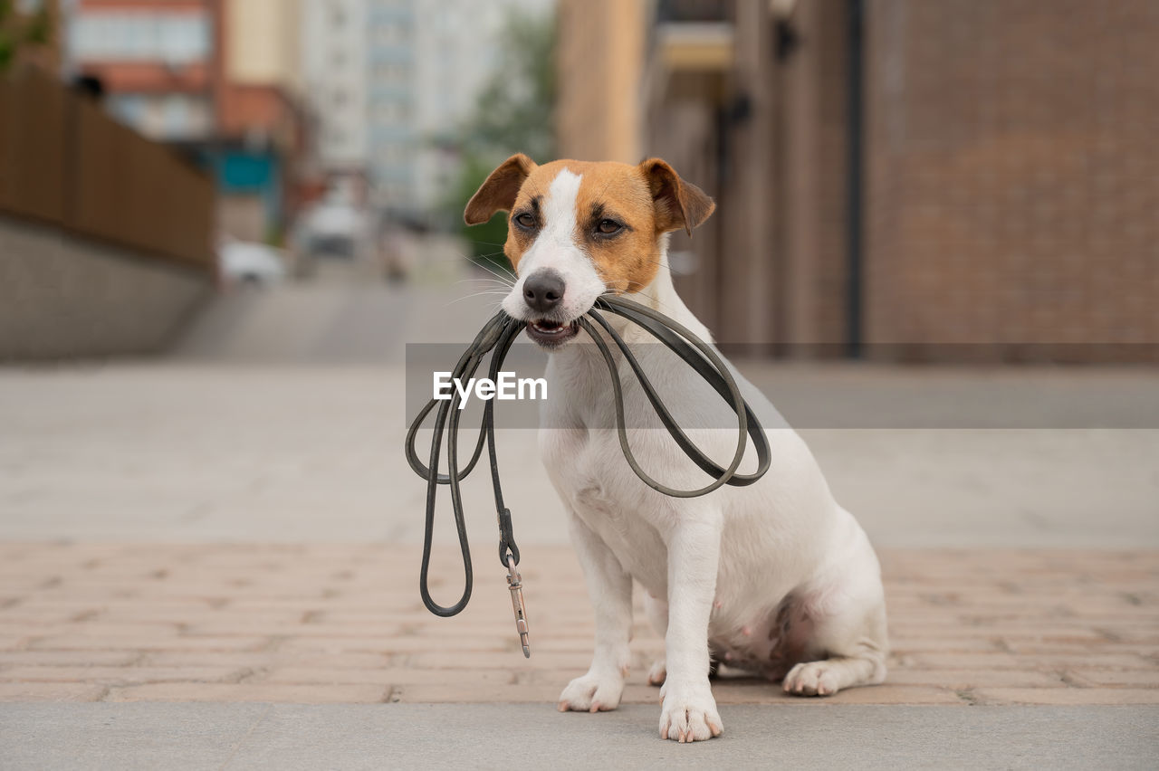 PORTRAIT OF DOG LOOKING AWAY