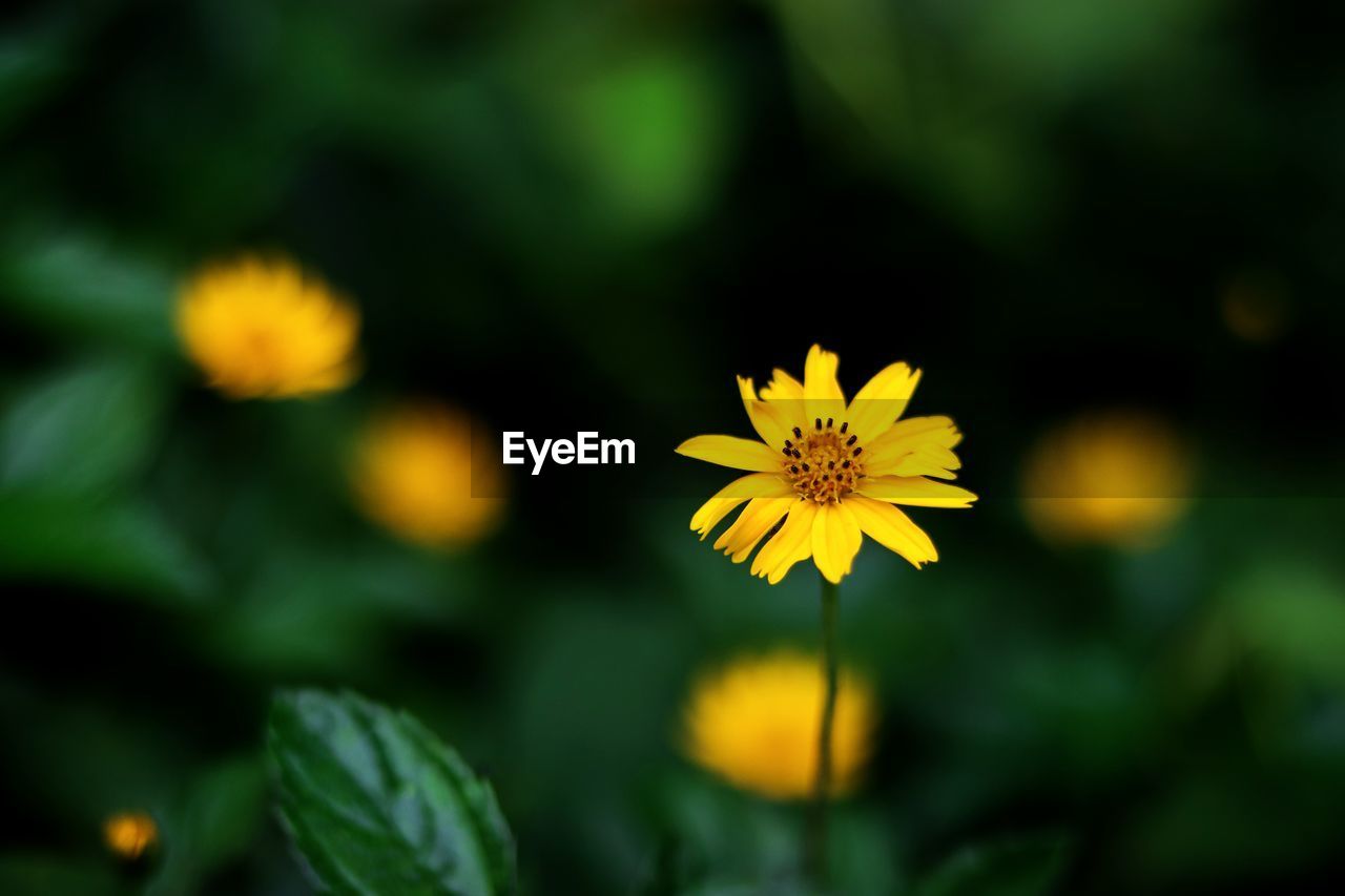 CLOSE-UP OF YELLOW FLOWER