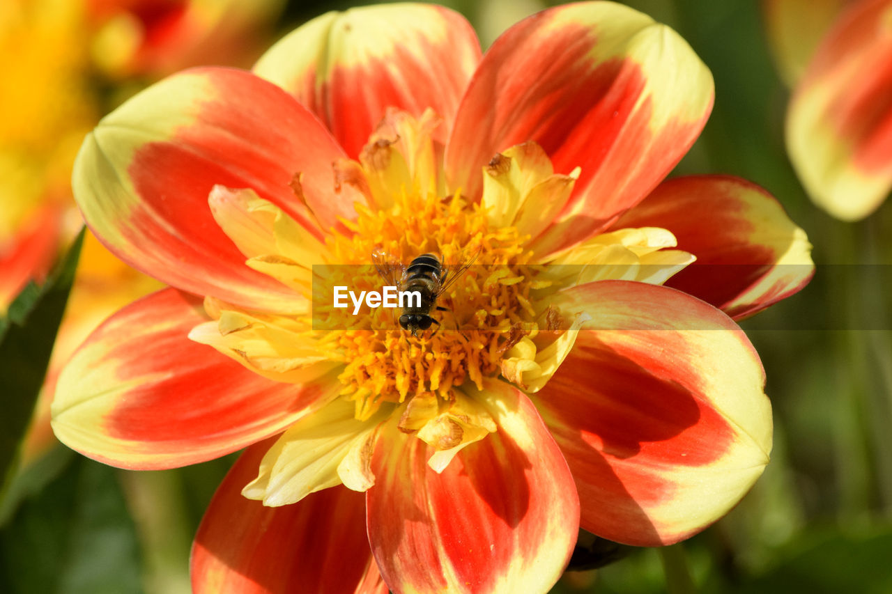 CLOSE-UP OF BEE ON YELLOW FLOWER