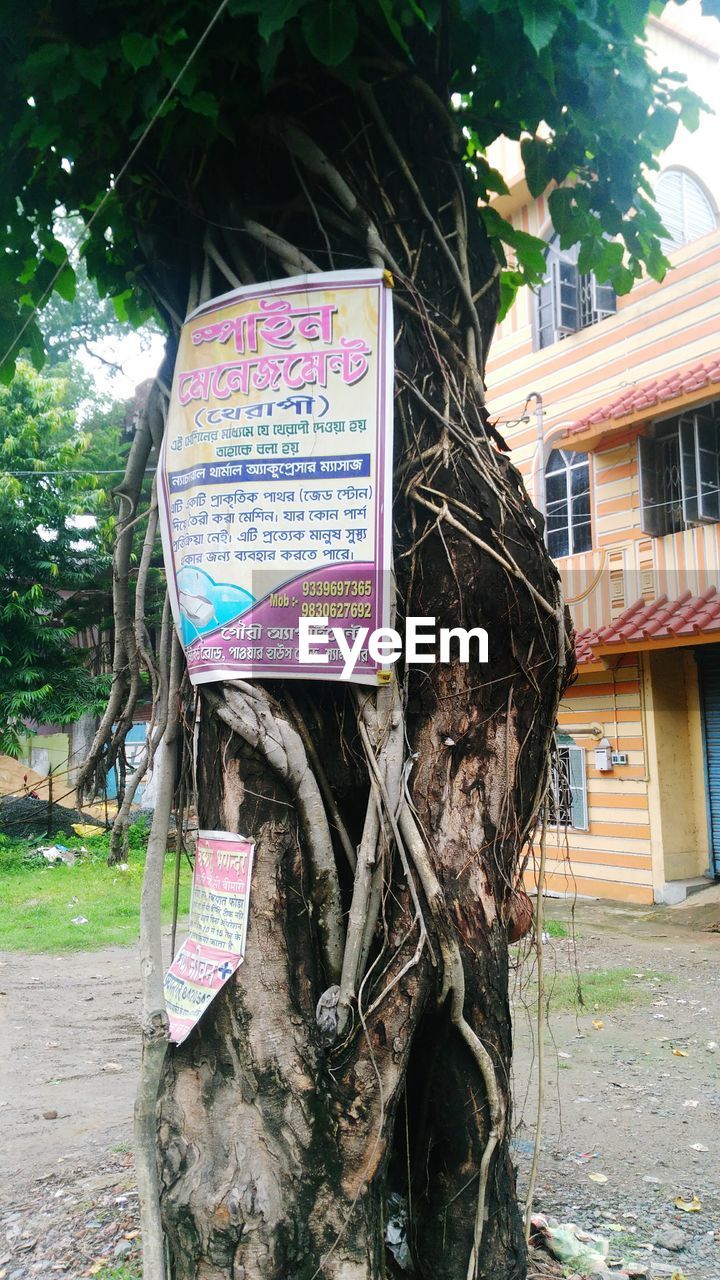 CLOSE-UP OF TREE AGAINST BUILDING