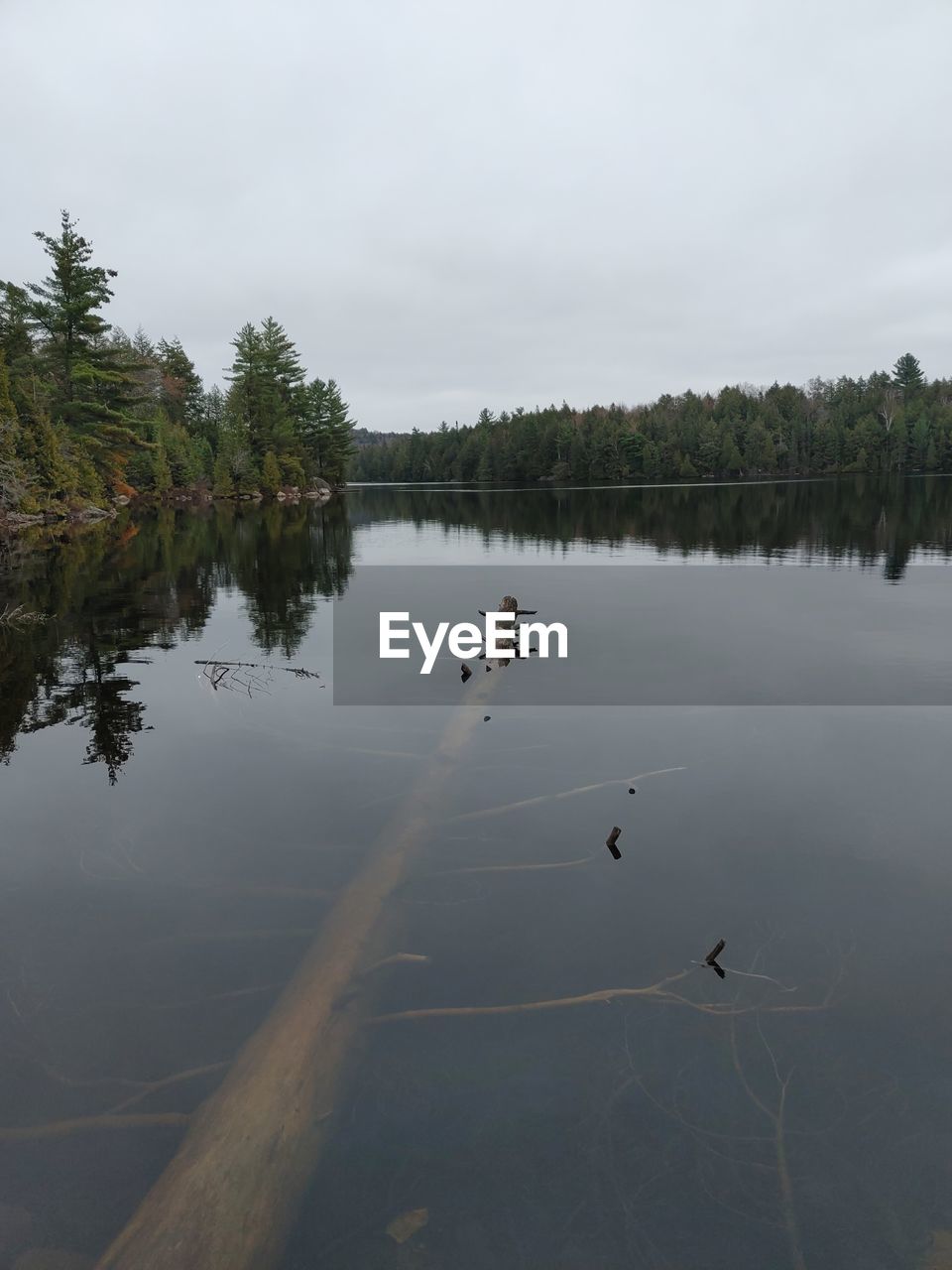 VIEW OF BIRDS ON LAKE