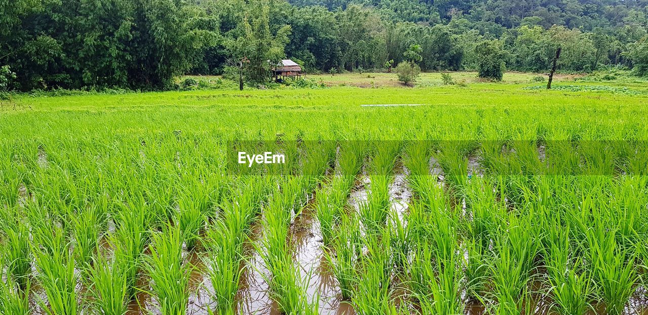 SCENIC VIEW OF RICE PADDY