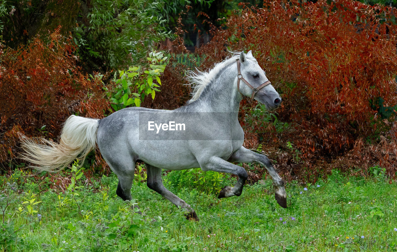 Horse running on grassy field against trees