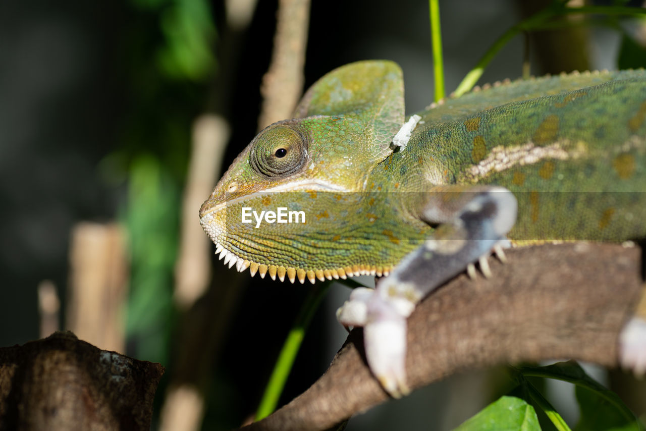 animal themes, animal, lizard, reptile, animal wildlife, one animal, chameleon, wildlife, tree, iguania, common chameleon, green, iguana, anole, nature, branch, wall lizard, no people, plant, animal body part, close-up, forest, outdoors, environment, portrait