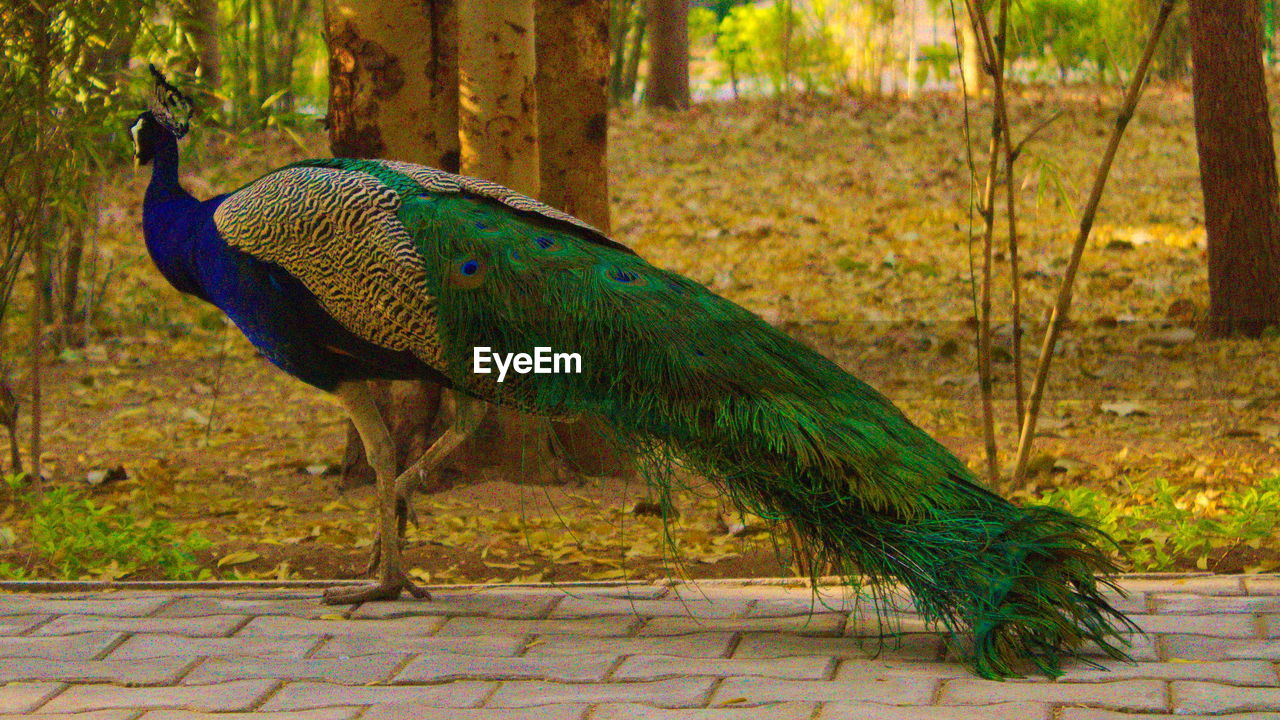 PEACOCK IN MOUTH AT PARK
