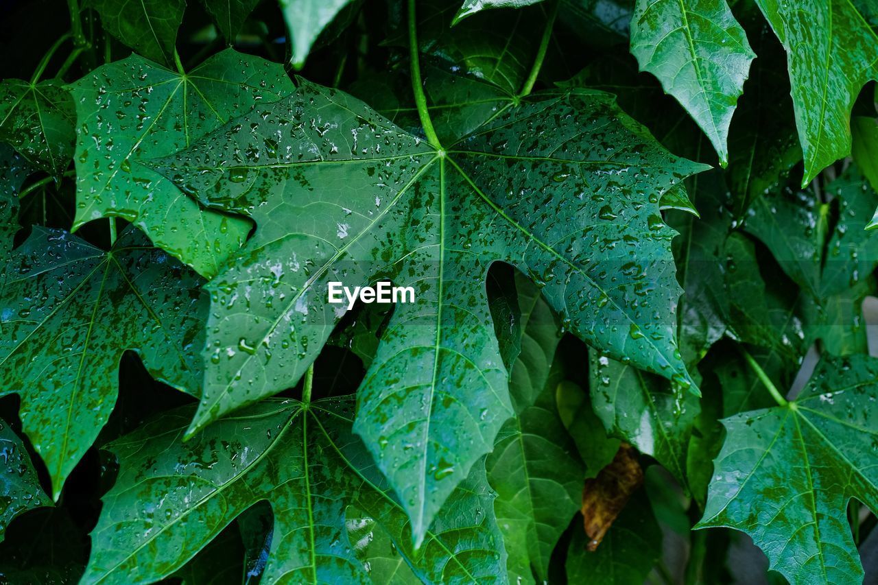 Close-up of wet maple leaves on plant during rainy season