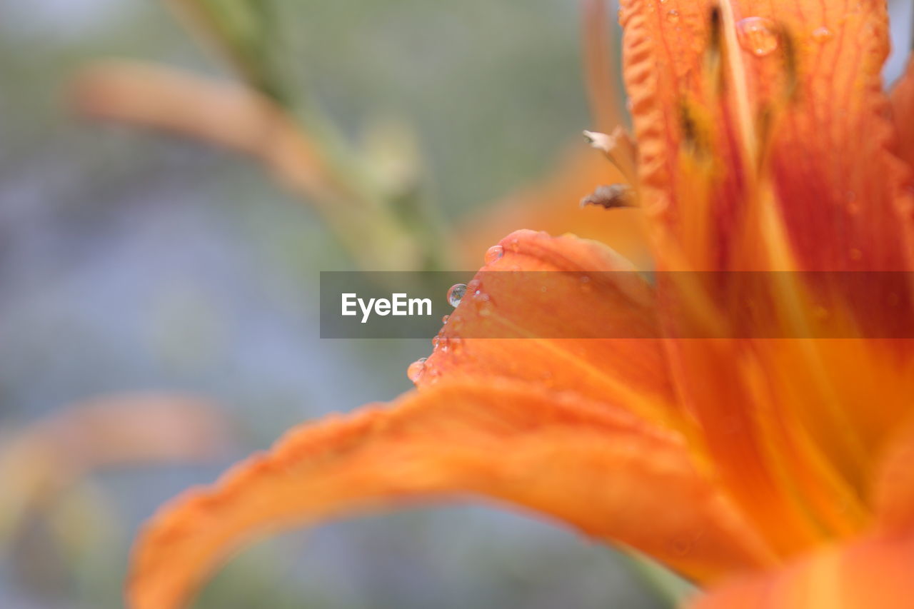 CLOSE-UP OF ORANGE LEAF OF FLOWER