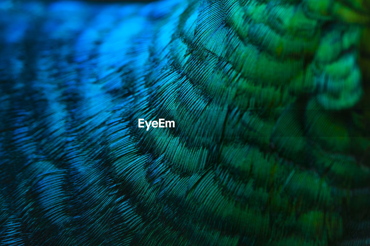 Close-up of the peacock feathers .macro blue feather, feather, bird, animal. macro photograph.