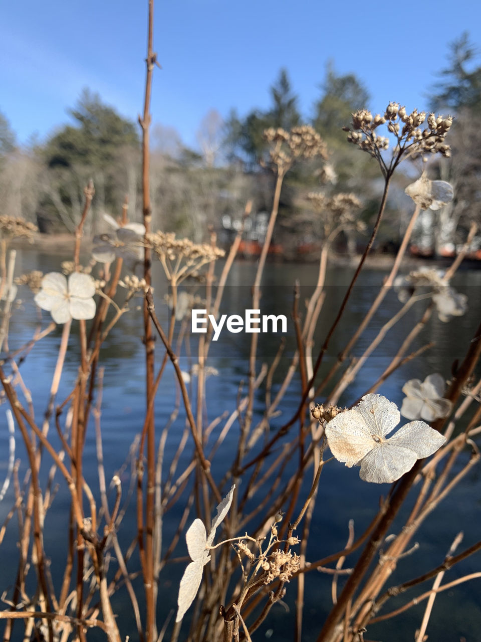 plant, branch, winter, spring, nature, tree, twig, leaf, no people, flower, beauty in nature, autumn, focus on foreground, day, sky, outdoors, frost, tranquility, sunlight, close-up, growth, dry, snow