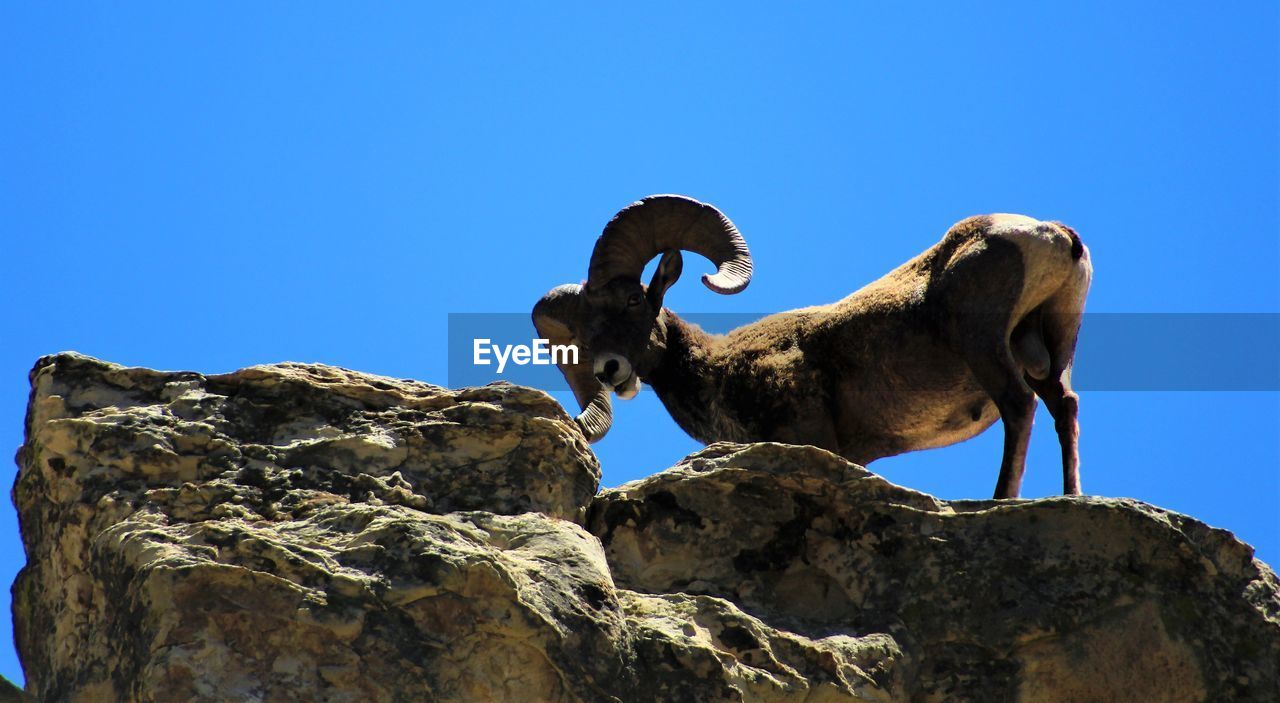 LOW ANGLE VIEW OF GIRAFFE AGAINST ROCK