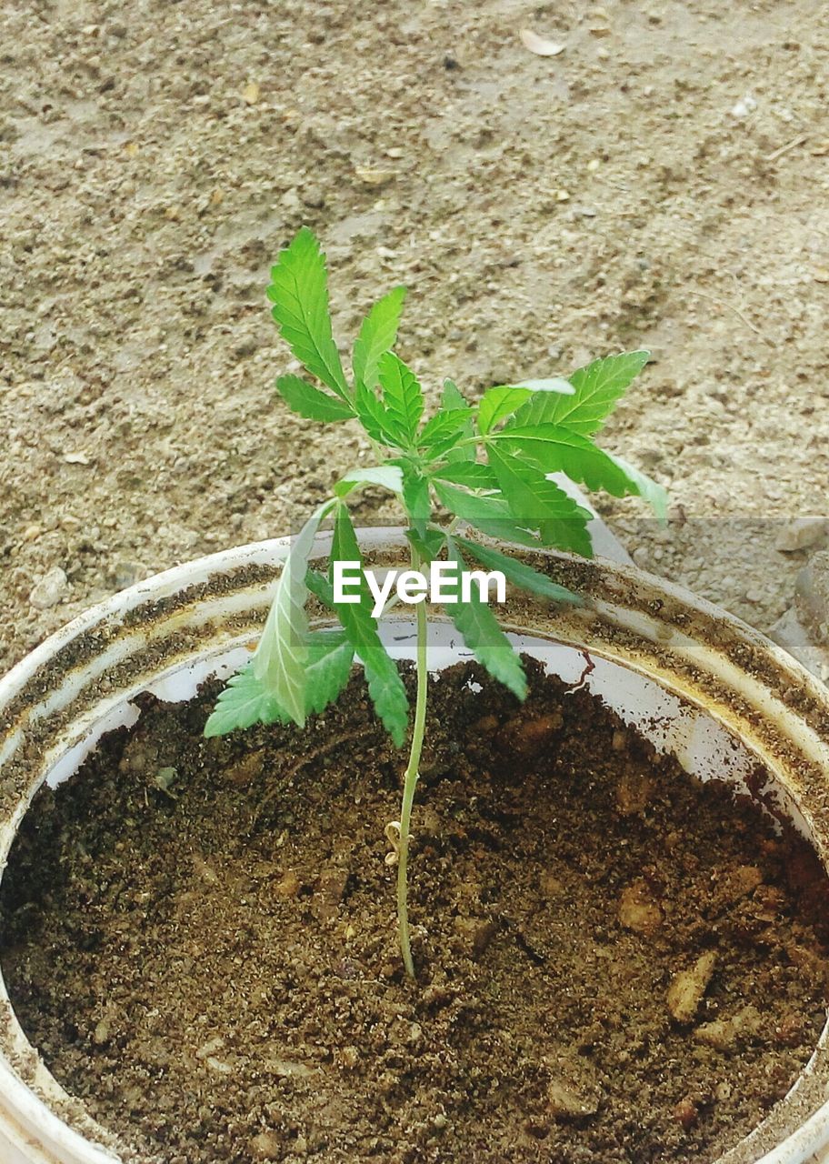 CLOSE-UP OF POTTED PLANTS