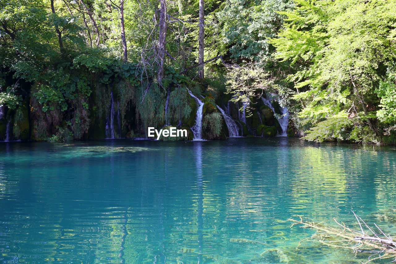 SCENIC VIEW OF TREES AT WATER