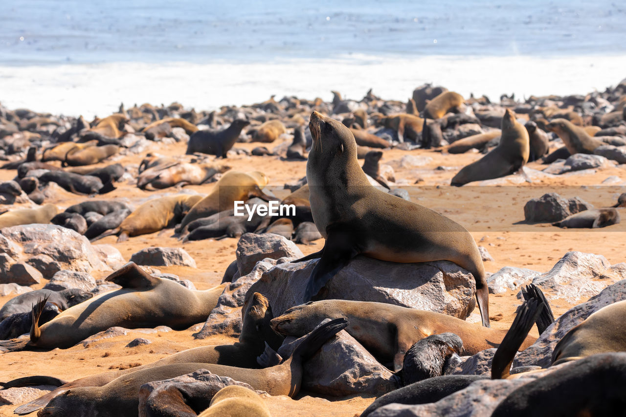 HIGH ANGLE VIEW OF SEA LION ON ROCK