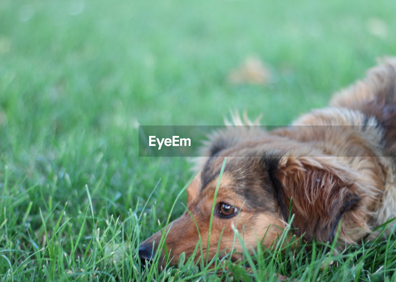 DOG RELAXING IN GRASS