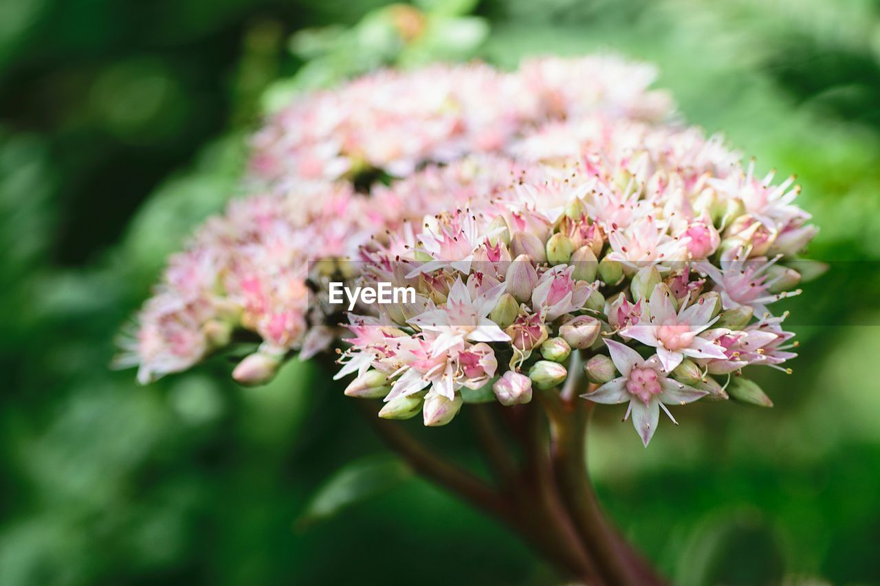 Close-up of pink flowers